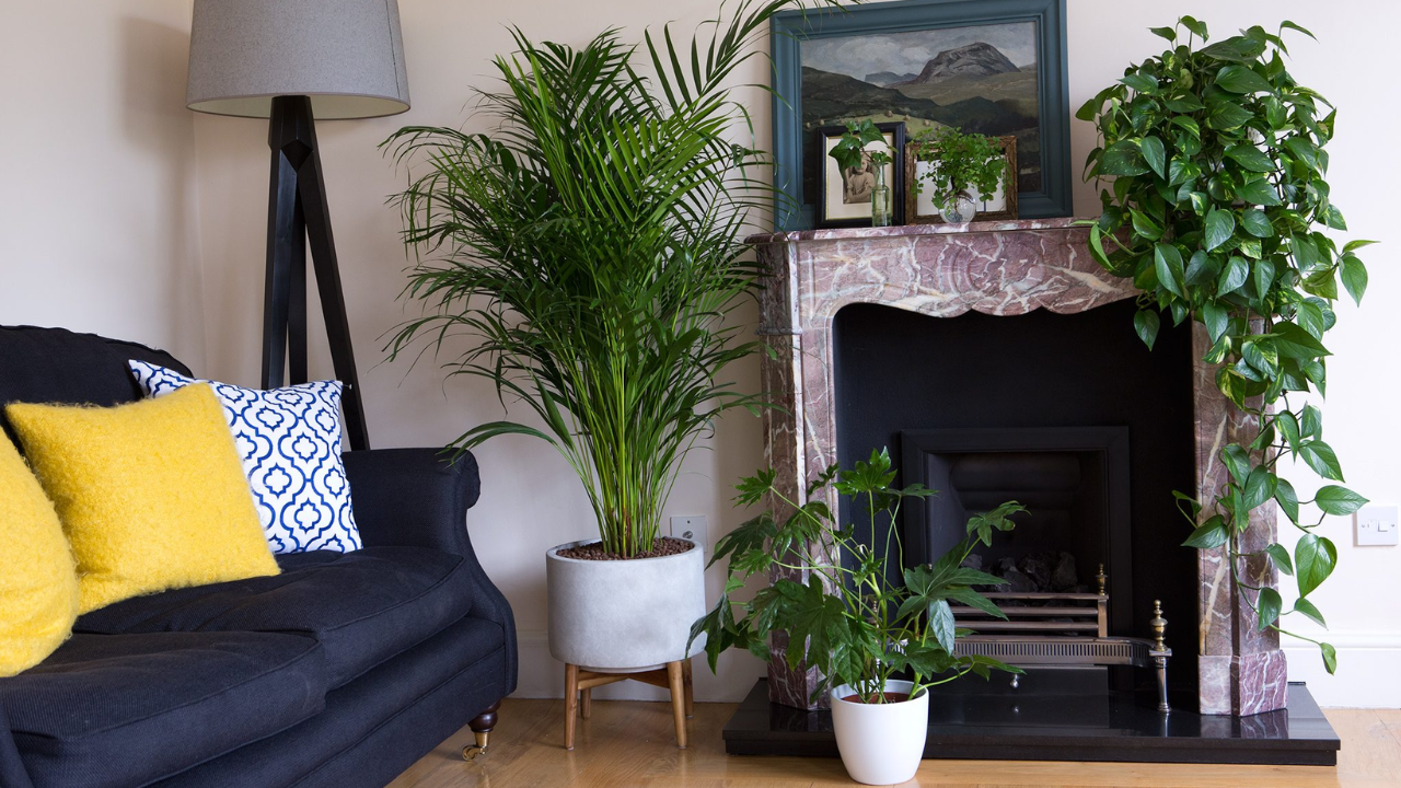 Indoor Plants: घर की खूबसूरती और हवा की शुद्धता के लिए लगाएं ये 5 बेस्ट इंडोर पौधे