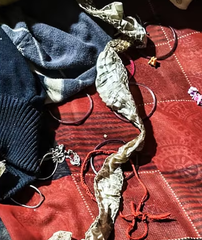 ‘नागिन’ बनकर गायब हुई लड़की? बिस्तर पर मिली सांप की केंचुल, चूड़ी और सिंदूर… असल कहानी निकली फिल्मी!