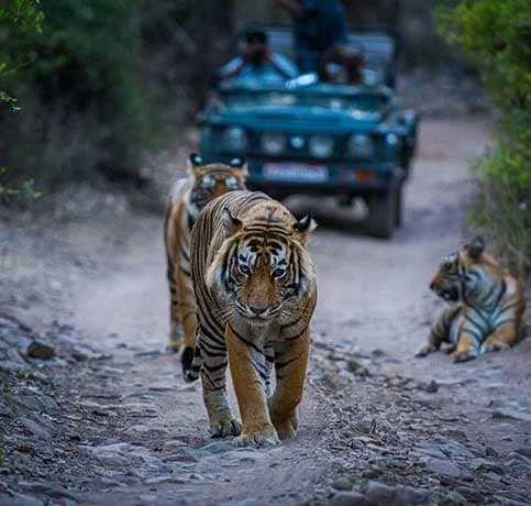 दुधवा घूमना हुआ आसान! लखनऊ से एसी बसों की ऑनलाइन बुकिंग शुरू